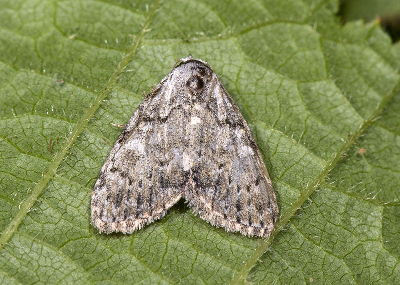 Da determinare - Meganola strigula, Nolidae